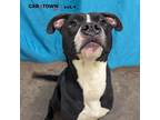 Adopt Wiggles a Pit Bull Terrier