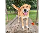 Adopt Delmar a Labrador Retriever, Shepherd