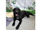 Adopt Cosmo a Labrador Retriever