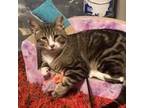 Adopt Wonton (Guest) a Domestic Short Hair