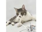 Adopt Ash a Domestic Short Hair