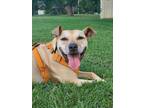 Adopt Mr Bo a American Staffordshire Terrier, Pit Bull Terrier