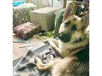 Adopt Lewis a German Shepherd Dog, Mixed Breed