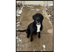 Adopt Hopper a Labrador Retriever