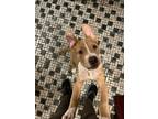 Adopt Colossus a Pit Bull Terrier