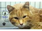 Adopt Andy a American Shorthair