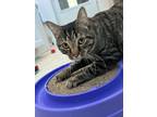 Adopt Pocky a Domestic Short Hair