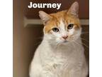 Adopt Journey 240148 a Domestic Short Hair