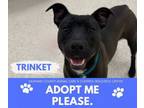 Adopt TRINKET a Pit Bull Terrier, Mixed Breed