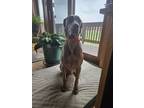 Adopt Elvis a Weimaraner