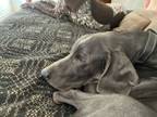 Adopt Duke a Weimaraner