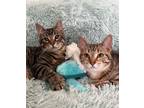 Adopt Ralph Lauren and Fendi a Bengal, Domestic Short Hair