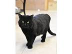 Adopt Black Jack a Domestic Short Hair