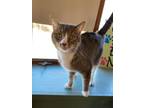 Adopt Mickey a Domestic Short Hair, Tabby