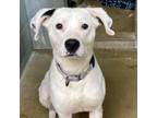 Adopt Steve K 8 a Pit Bull Terrier