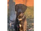 Adopt Duke Hulk a Labrador Retriever