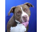 Adopt Buddy- 022901S a Pit Bull Terrier