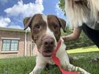 Adopt Jax a Mixed Breed