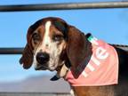 Adopt Oscar a Treeing Walker Coonhound