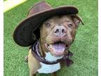 Adopt BUBBA a American Staffordshire Terrier, Mixed Breed