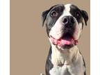Adopt ELVIS PAWSLEY a Boxer, Mixed Breed