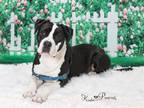 Adopt ELVIS PAWSLEY a Boxer, Mixed Breed