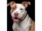 Adopt Heart a Pit Bull Terrier, Mixed Breed