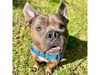 Adopt Bibble a Pit Bull Terrier, Mixed Breed