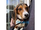 Adopt CHARLIE a Beagle