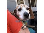 Adopt RUDY a Beagle