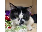 Adopt AC a Domestic Short Hair