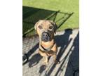 Adopt Biscotti a Hound, Cane Corso