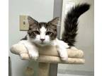 Adopt Hendrix a Domestic Short Hair