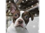Adopt Buckeye a Boston Terrier, Mixed Breed