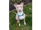 Adopt Justice a Pit Bull Terrier, Mixed Breed