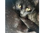 Adopt Patchouli a Domestic Short Hair