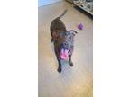 Adopt Happy Yrly 67 a Pit Bull Terrier