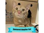 Adopt Sonny a Domestic Short Hair