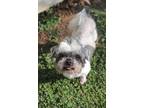 Adopt Vegas a Shih Tzu