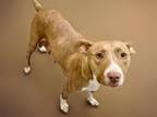 Adopt BAILEY a Pit Bull Terrier, Mixed Breed