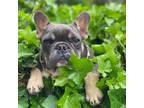 French Bulldog Puppy for sale in Taylorsville, NC, USA