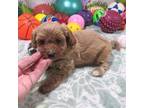 Maltipoo Puppy for sale in Rattan, OK, USA