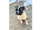 Adopt Checkers a Boxer, Boston Terrier