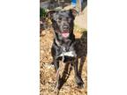 Adopt Twizzler a Labrador Retriever