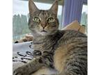 Adopt Sage a Domestic Short Hair