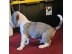 Mutt Puppy for sale in Emporia, VA, USA