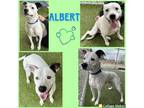 Adopt Albert a Dalmatian, Terrier