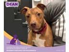 Adopt Dean a Pit Bull Terrier