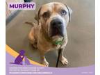 Adopt Murphy a Mastiff