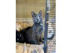 Adopt Casamigos a Domestic Short Hair